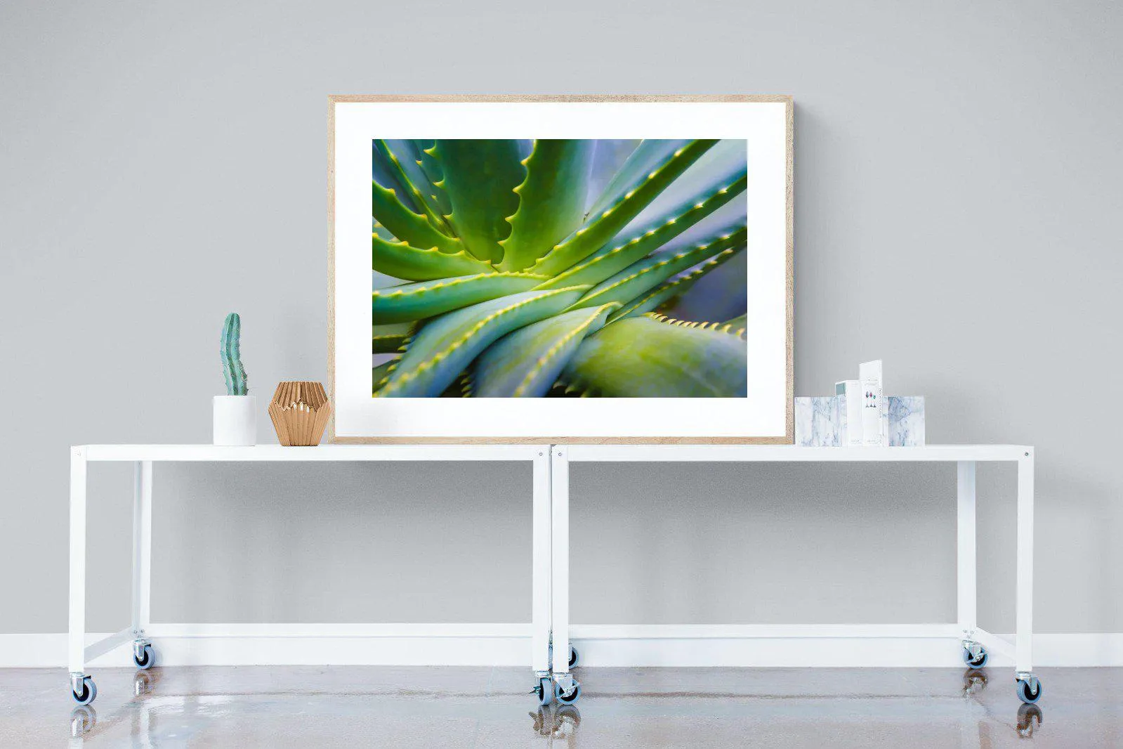 Aloe Vera