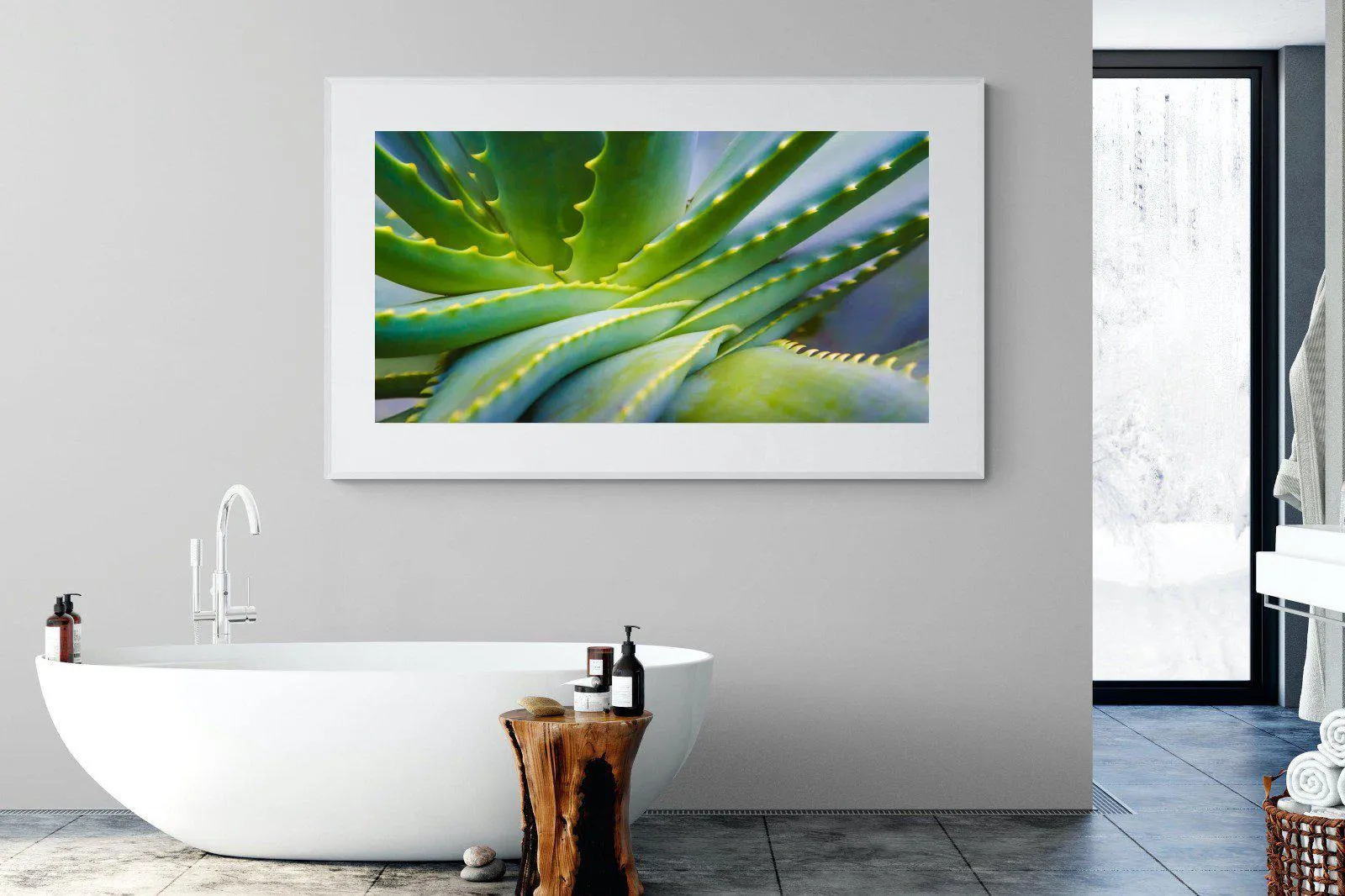 Aloe Vera