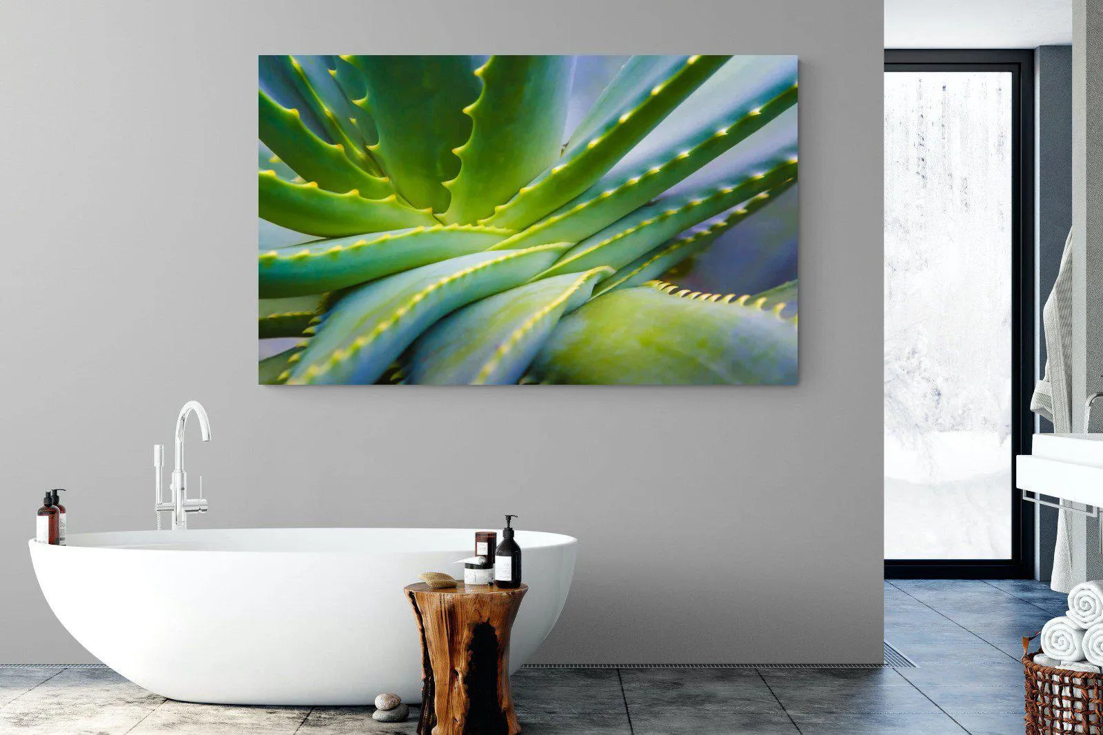 Aloe Vera