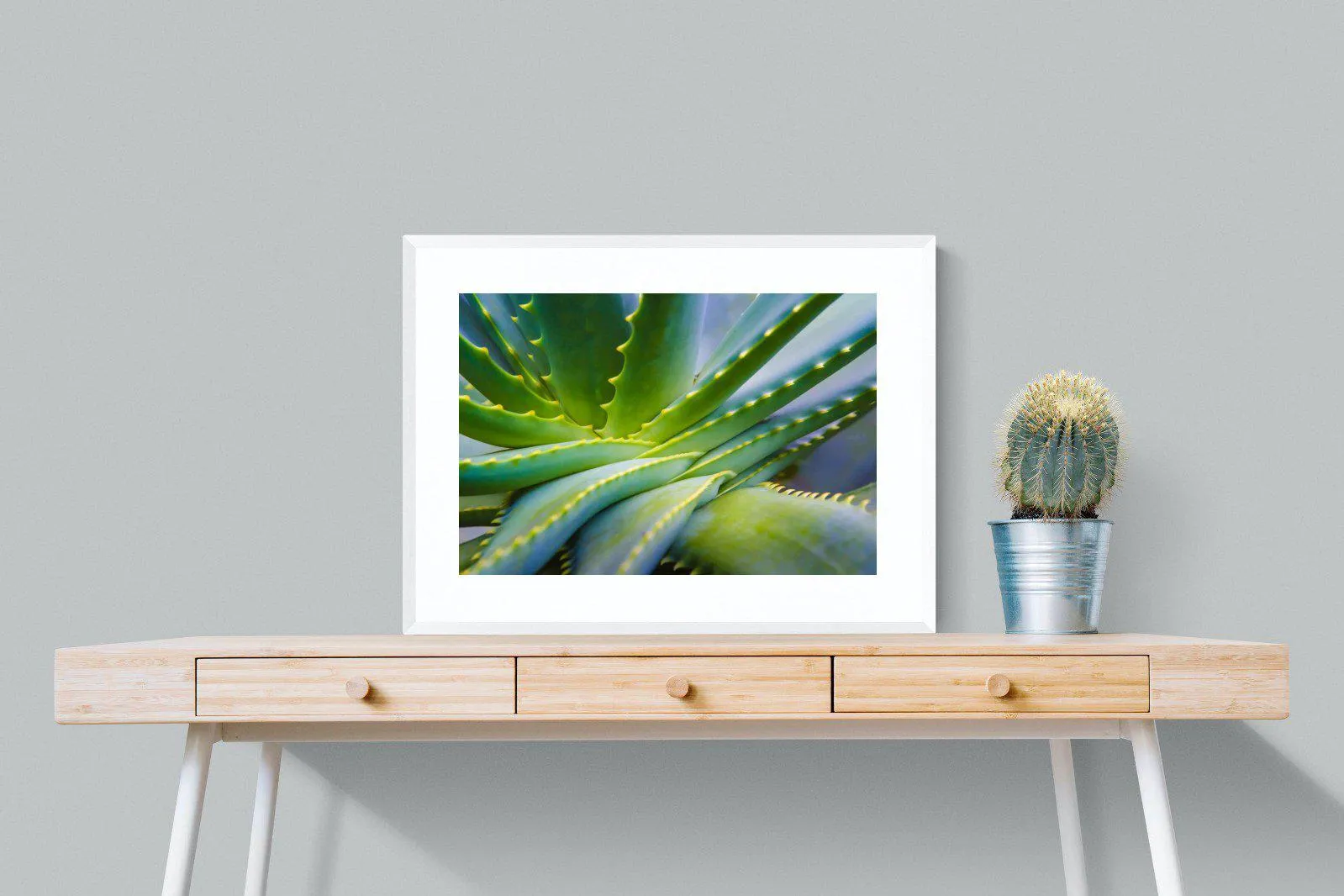 Aloe Vera