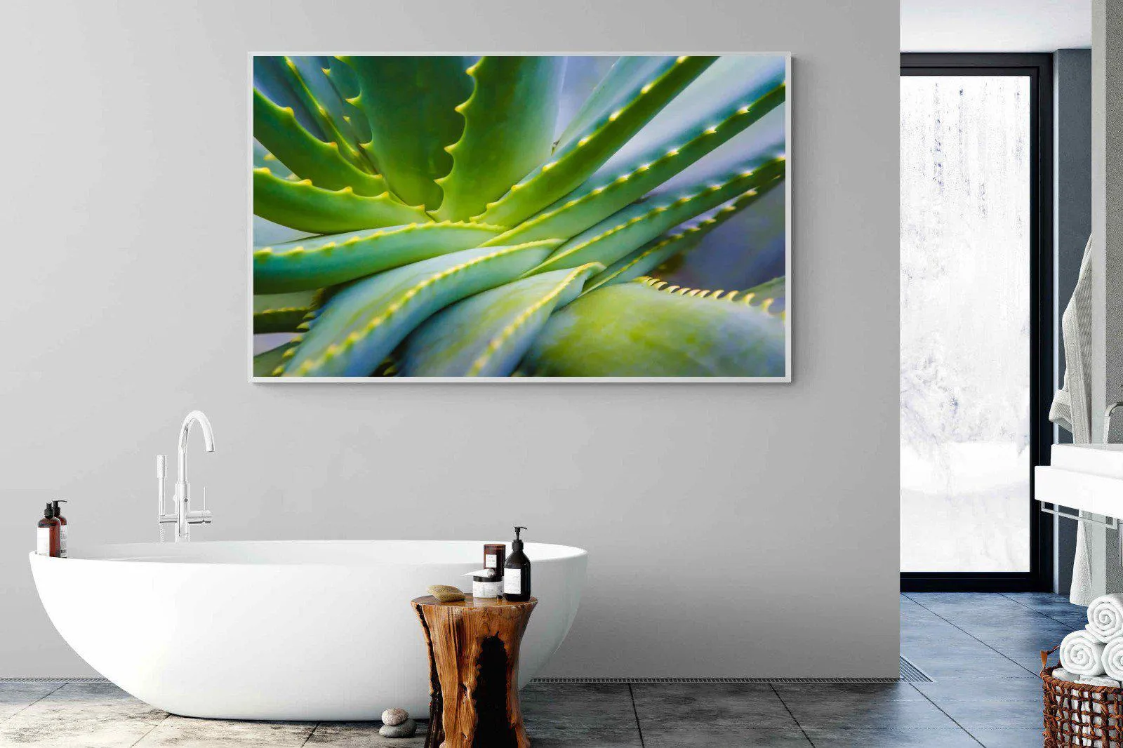 Aloe Vera
