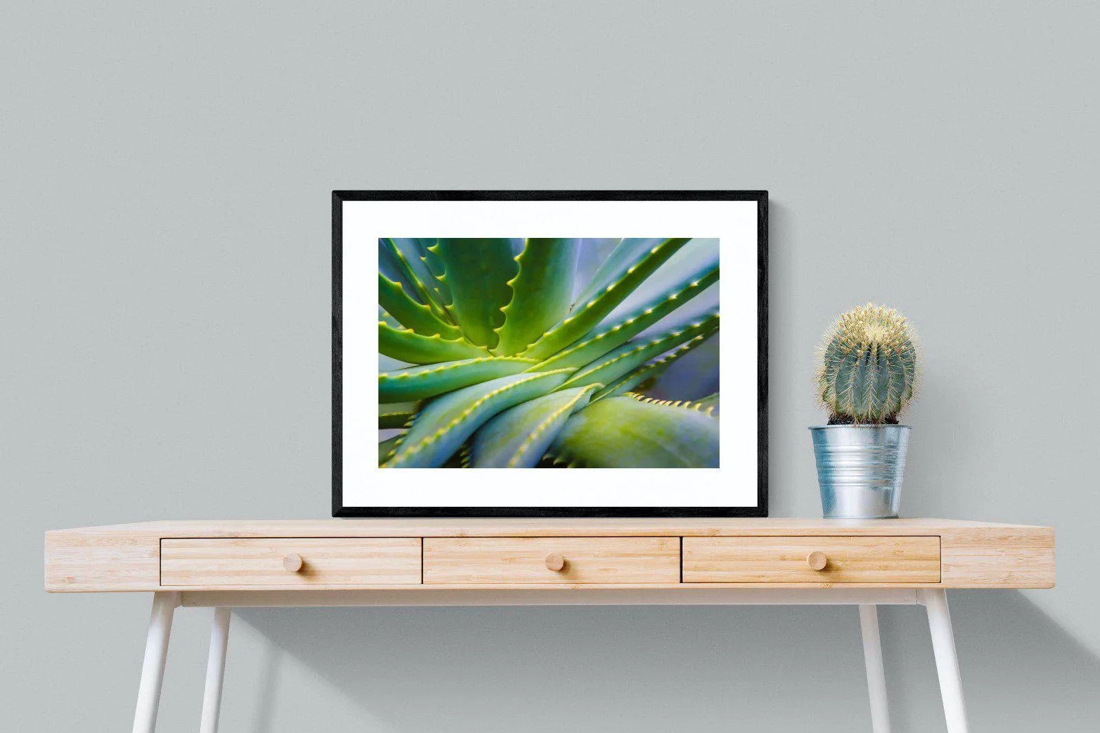 Aloe Vera