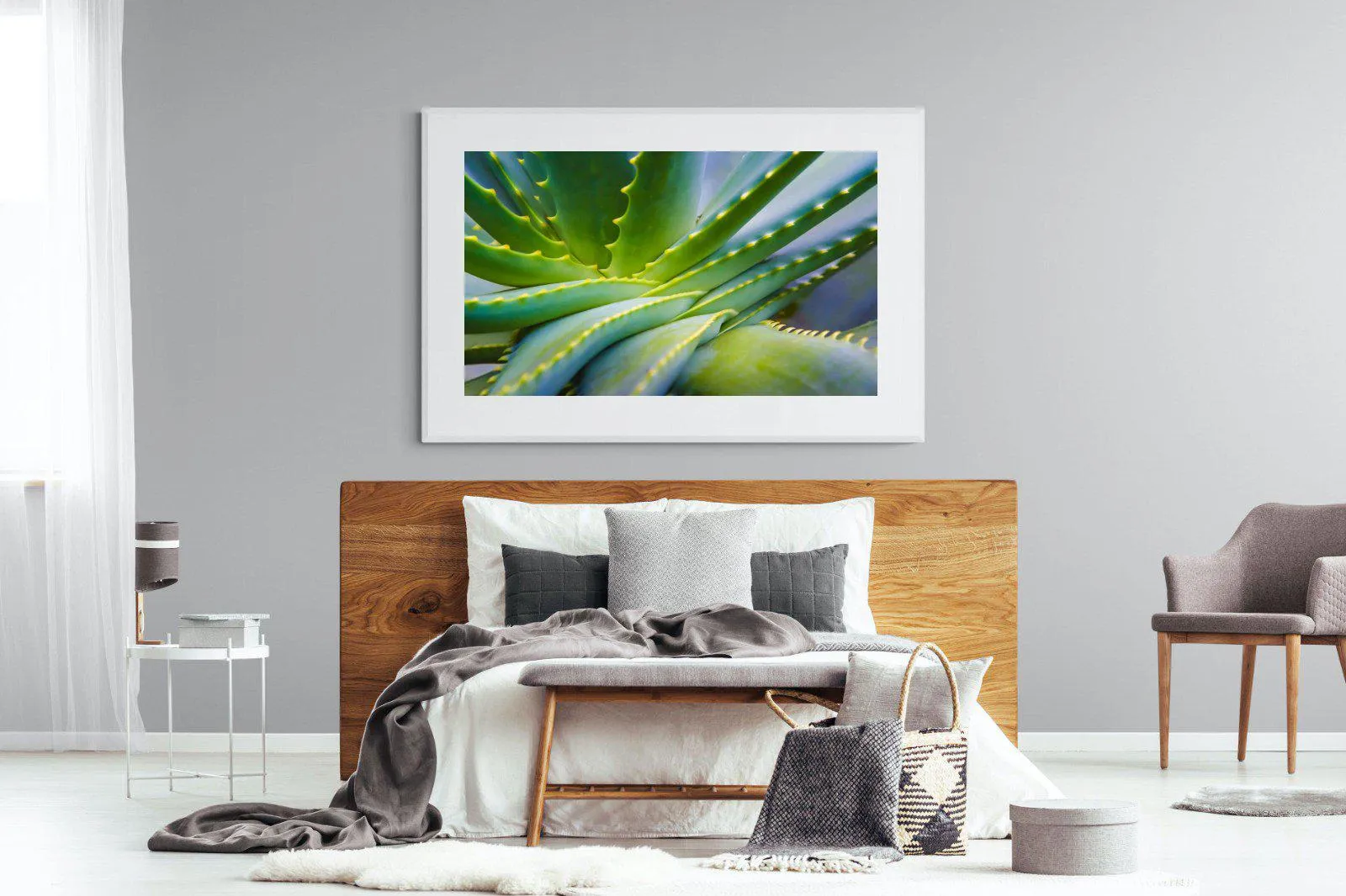 Aloe Vera