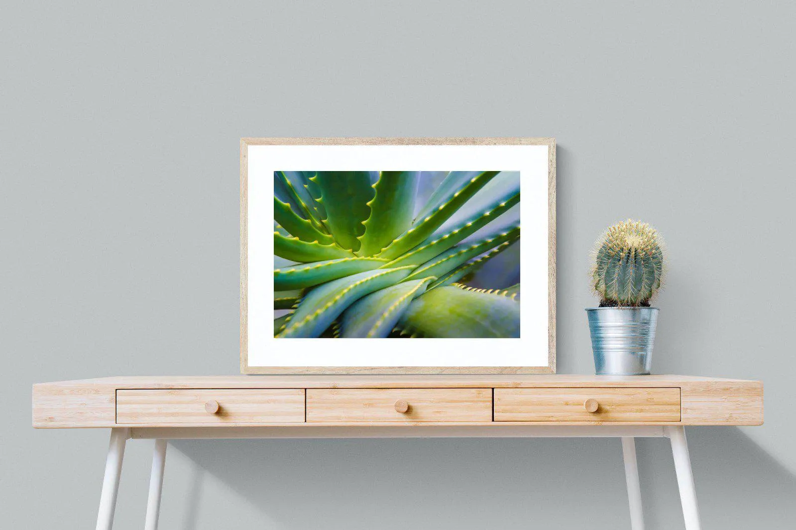 Aloe Vera